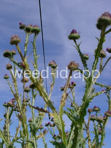 thistle, Scotch